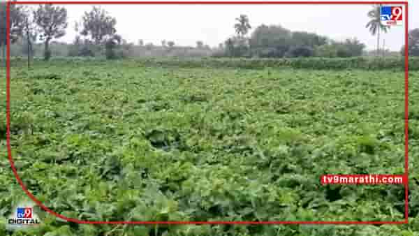 Unseasonal Rain : द्राक्ष तोडणीनंतरही अवकाळीची अवकृपा सुरुच, वादळी वाऱ्यामुळे द्राक्षबाग भुईसपाट