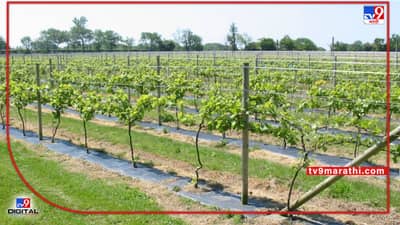 द्राक्ष बागा आता जोमात वाढणार, वातावरण बदलाची फरक नाही पडणार, State Government चा काय आहे मेगा प्लॅन?