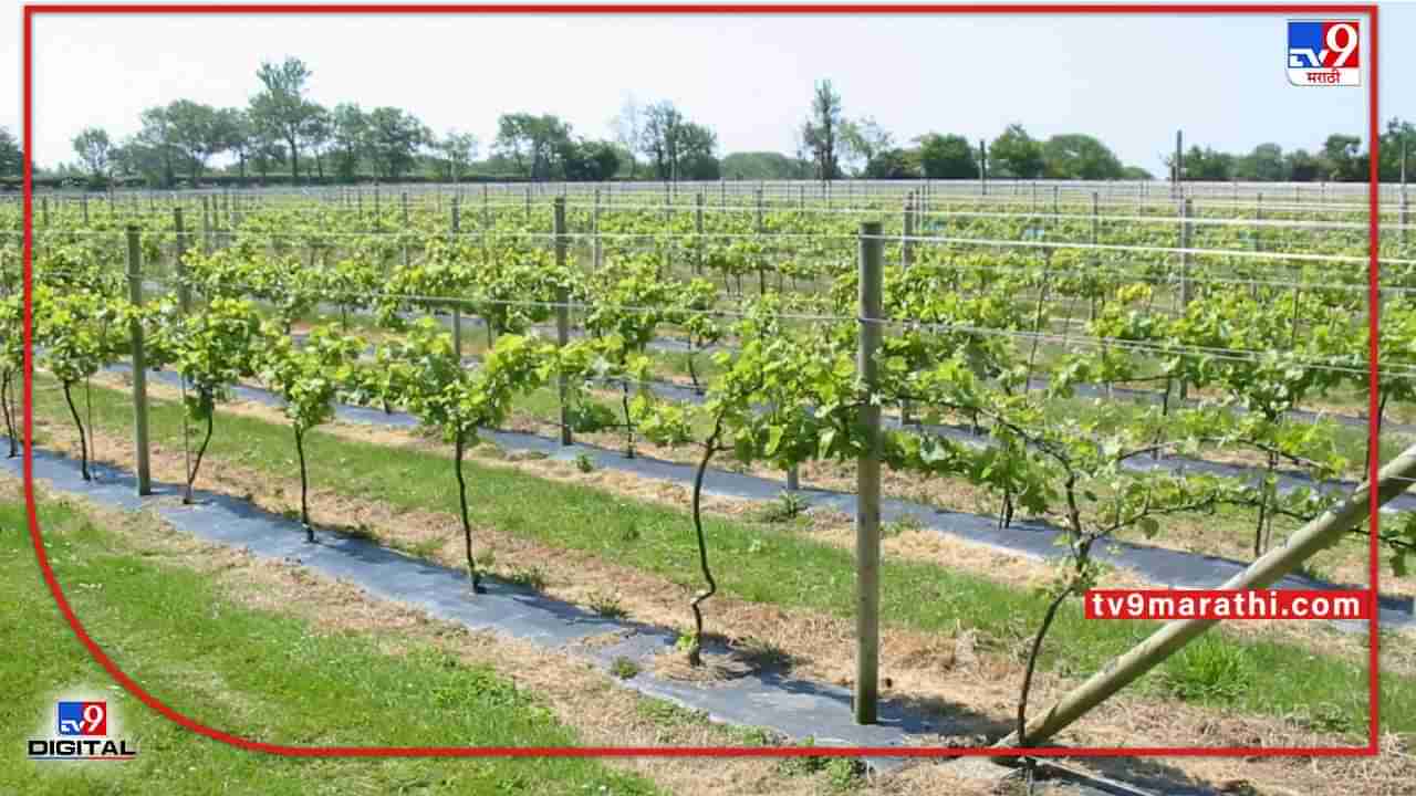 Grape : वेलीवरील द्राक्ष आता बांधावर, गतवर्षीच्या वातावरणाचा परिणाम यंदाच्या बागांवर