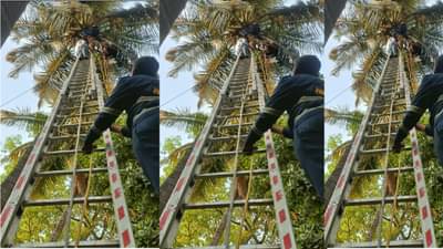 नारळाच्या झाडावर अडकलेल्या व्यक्तिची सुखरुपणे सुटका; 40 ते 45 फुटावर अडकून पडले