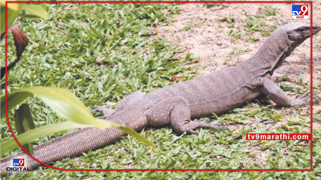 bengal-monitor-lizard-raped