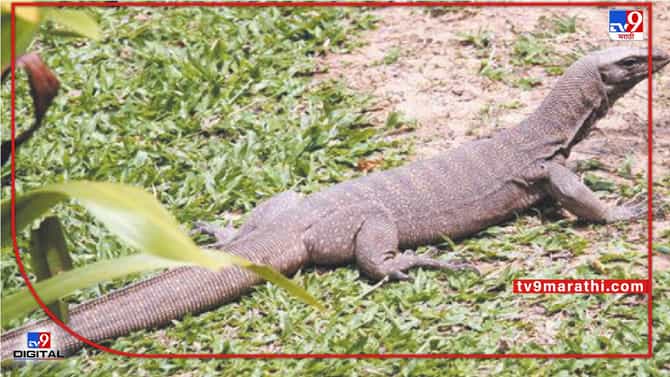 Bengal monitor lizard Raped | घोरपडीवर बलात्कार, चौघांना अटक, लैंगिक अत्याचाराचा व्हिडीओ शूट