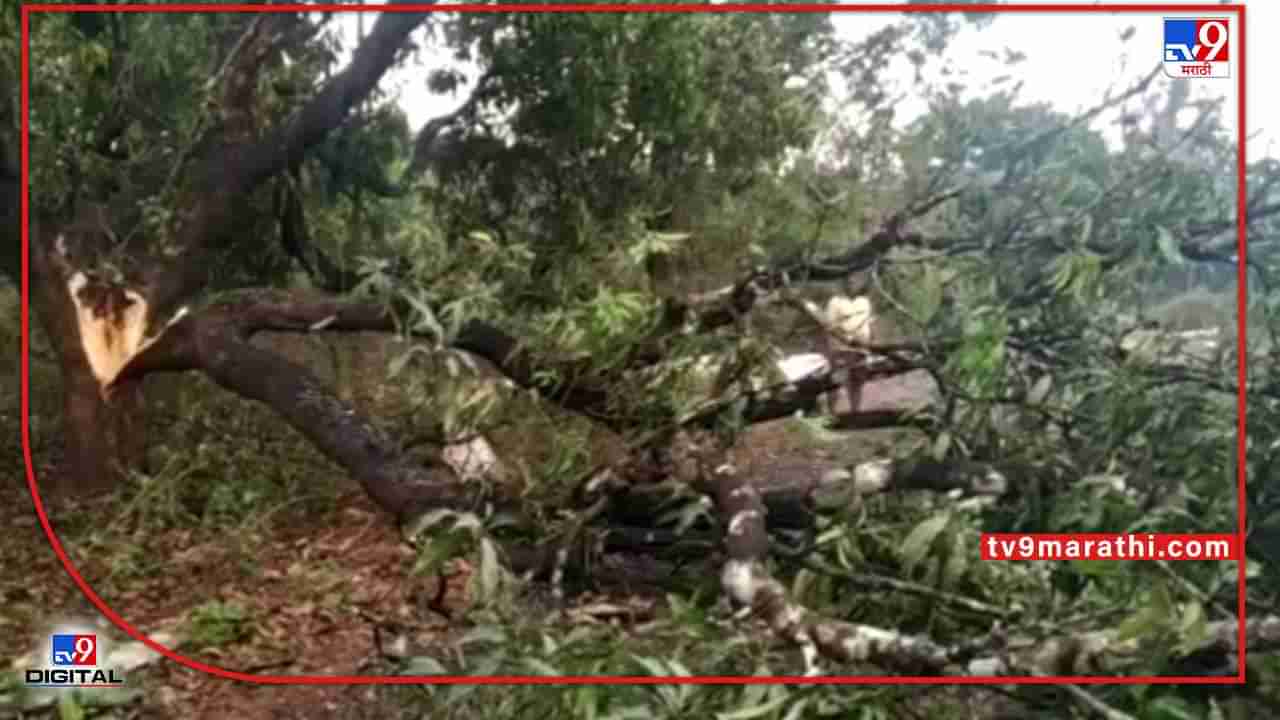 Sindhudurg : अवकाळी मुळावर, सर्वकाही हिरावूनही अणखी दोन दिवस धोक्याचेच, आंबा उत्पादकांच्या आशा मावळल्या