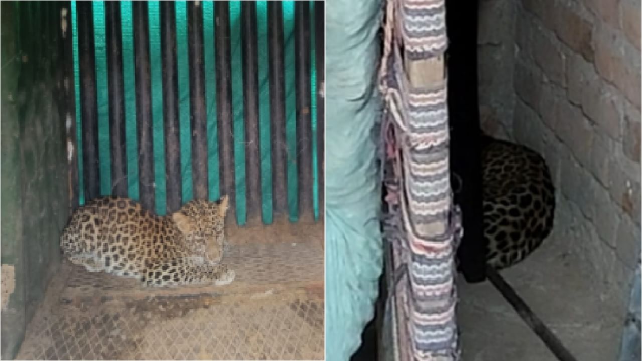 Video Chandrapur leopard | बिबट्या आला रे आला! चंद्रपुरात रात्री घरात शिरला बिबट्या, पिंजराबंद करण्यात यश