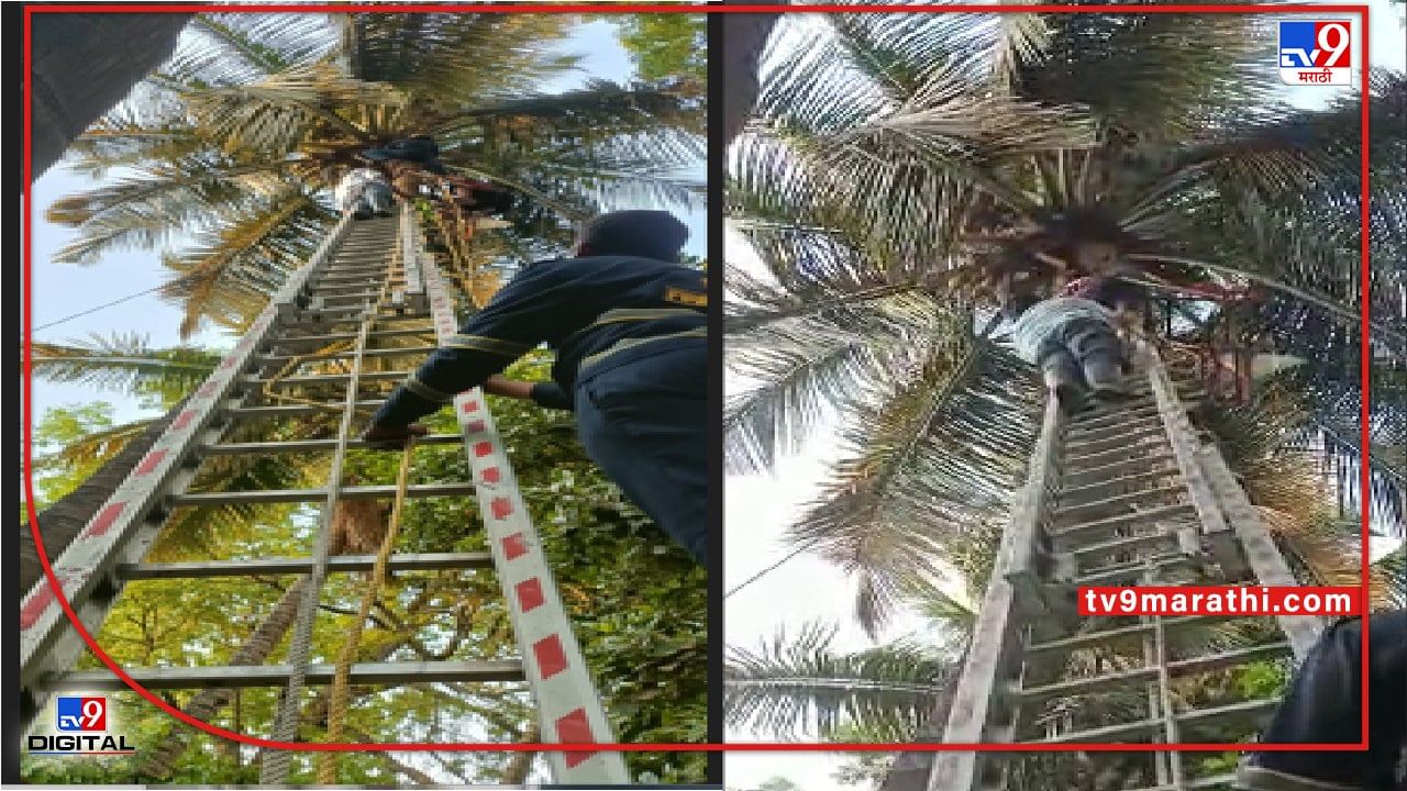 Pune VIDEO | नारळाच्या झाडावर चढले, उतरताना वाट लागली, 40 फुटांवर अडकून, पुण्यात सुटकेचा थरार