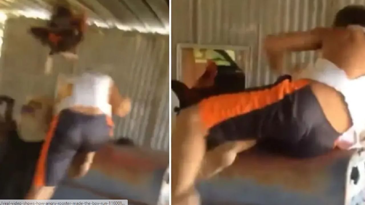 VIDEO : कोंबड्यासोबत पंगा घेणे मुलाला पडले महागात, पाहा खतरनाक व्हिडीओ!