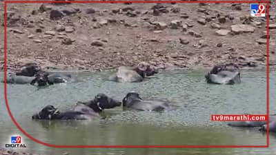 Milk : दर वाढले अन् उत्पादन घटले, वाढत्या उन्हात दूध उत्पादनवाढीसाठी काय काळजी घ्यावी ?