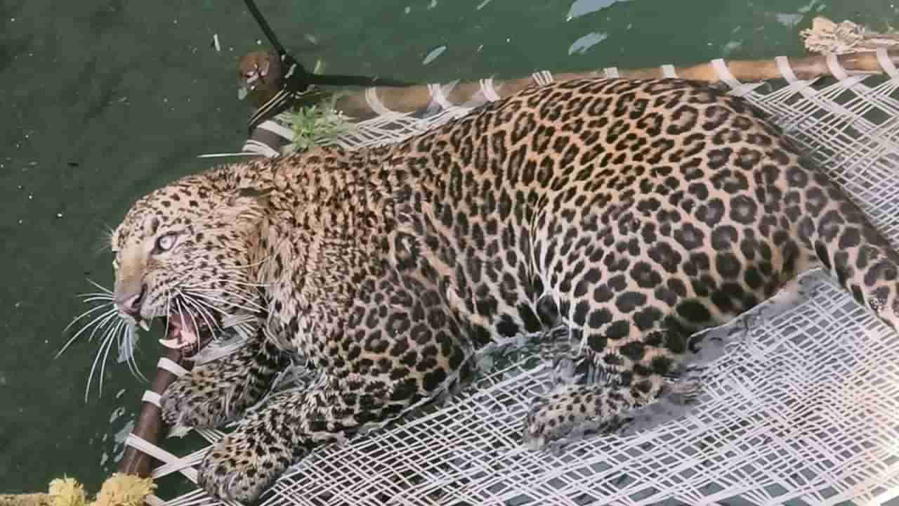 Video Buldana Leopard | खल्ल्याळ गव्हाण परिसरात विहिरीत पडला बिबट; वन विभागाच्या टीमने काढले सुखरूप बाहेर