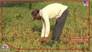 Success Story : बाजारात विकेल तेच शेतामध्ये पिकेल, पांरपरिक पिकांना फाटा देत युवा शेतकऱ्याचा प्रेरणादायी प्रयोग