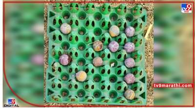 दिघीत सापडले तब्बल 12 डुक्कर बॉम्ब! दोन महिन्यापूर्वी बालिकेचा झाला होता मृत्यू