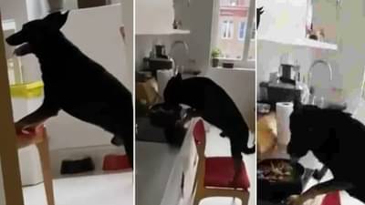 VIDEO : जेवणासाठी कुत्र्याने केला खास जुगाड, व्हिडिओ पाहून नेटकरी म्हणाले...