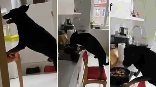 VIDEO : जेवणासाठी कुत्र्याने केला खास जुगाड, व्हिडिओ पाहून नेटकरी म्हणाले...
