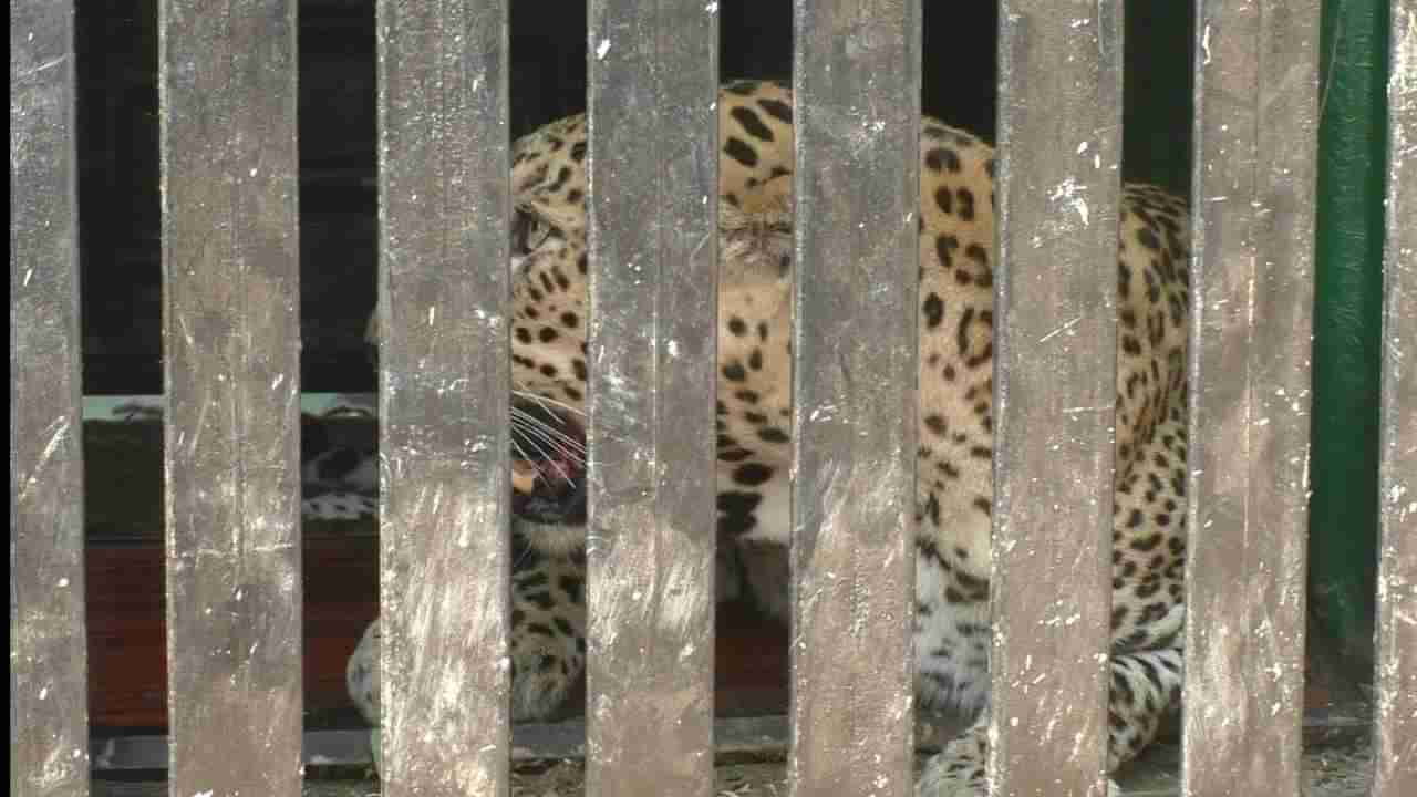 Chandrapur Leopard | चंद्रपुरातील शक्तीनगर भागातून बिबट्या जेरबंद, मानवी मृत्यूस कारणीभूत बिबट्या हाच का?