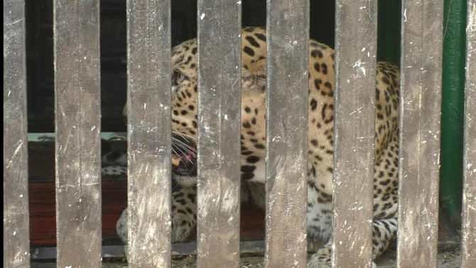 Chandrapur Leopard | चंद्रपुरातील शक्तीनगर भागातून बिबट्या जेरबंद, मानवी मृत्यूस कारणीभूत बिबट्या हाच का?