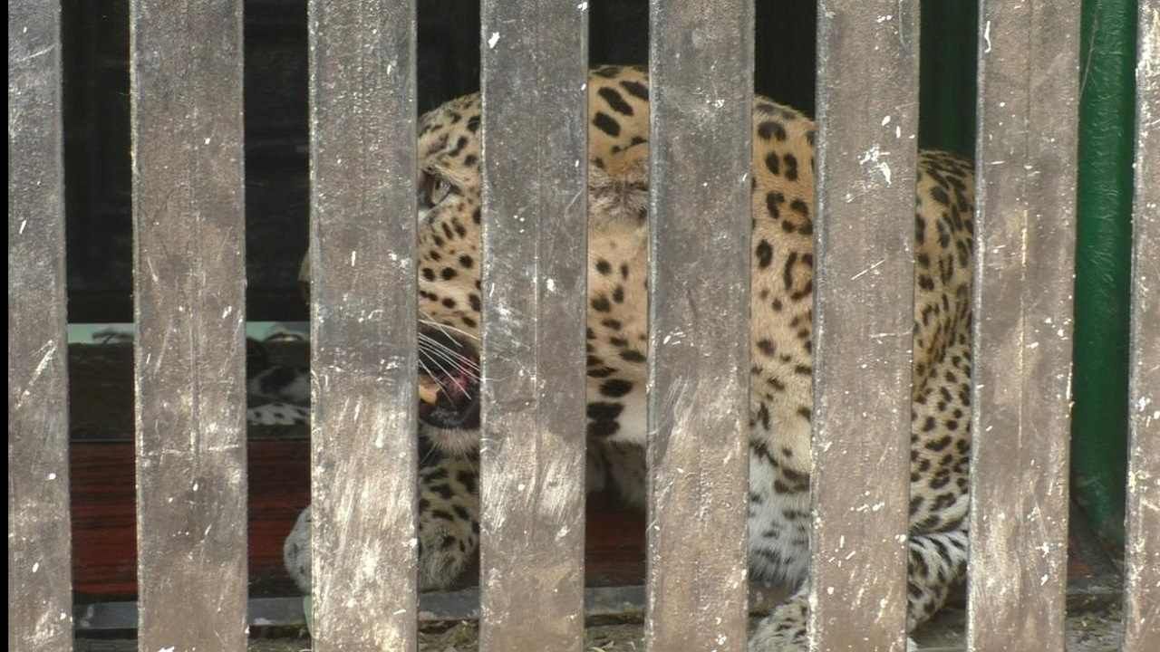 Chandrapur Leopard | चंद्रपुरातील शक्तीनगर भागातून बिबट्या जेरबंद, मानवी मृत्यूस कारणीभूत बिबट्या हाच का?