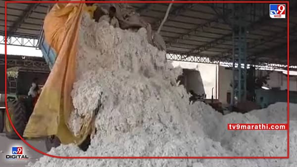 Cotton Crop : हंगामाच्या अंतिम टप्प्यातही पांढऱ्या सोन्याला झळाळी, साठवणूक केलेल्या शेतकऱ्यांची चांदी