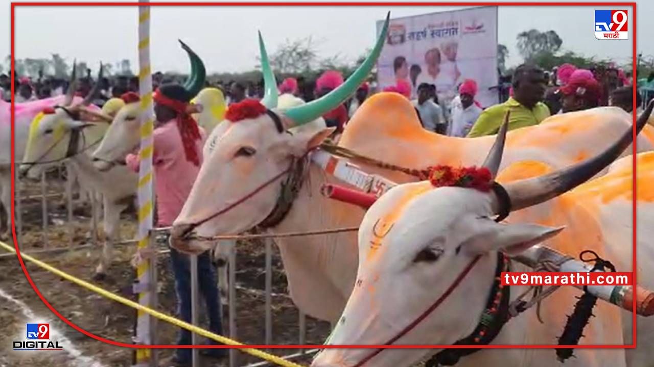 Sangli : सांगलीवाडीच्या शिवारात बैलगाडा शर्यतीचा धुरळा, शर्यतीमध्ये ना काठी-ना लाठी Sangli : सांगलीवाडीच्या शिवारात बैलगाडा शर्यतीचा धुरळा, शर्यतीमध्ये ना काठी-ना लाठी