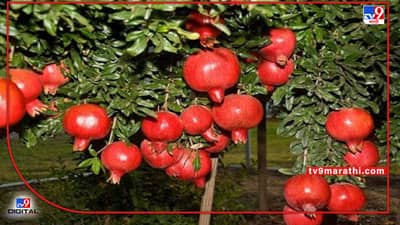 Agricultural Department : खरिपाच्या नियोजन बैठकांमध्येही पिन होल बोररवरच चर्चा, डाळिंब बागा जोपासण्याचे आव्हान