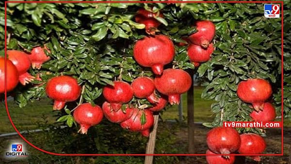 Agricultural Department : खरिपाच्या नियोजन बैठकांमध्येही पिन होल बोररवरच चर्चा, डाळिंब बागा जोपासण्याचे आव्हान