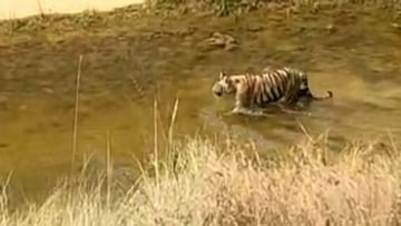 Video Chandrapur tiger | चंद्रपुरातल्या गोसेखुर्द कालव्यात वाघाचं बस्तान, गर्मीपासून बचावासाठी केली युक्ती