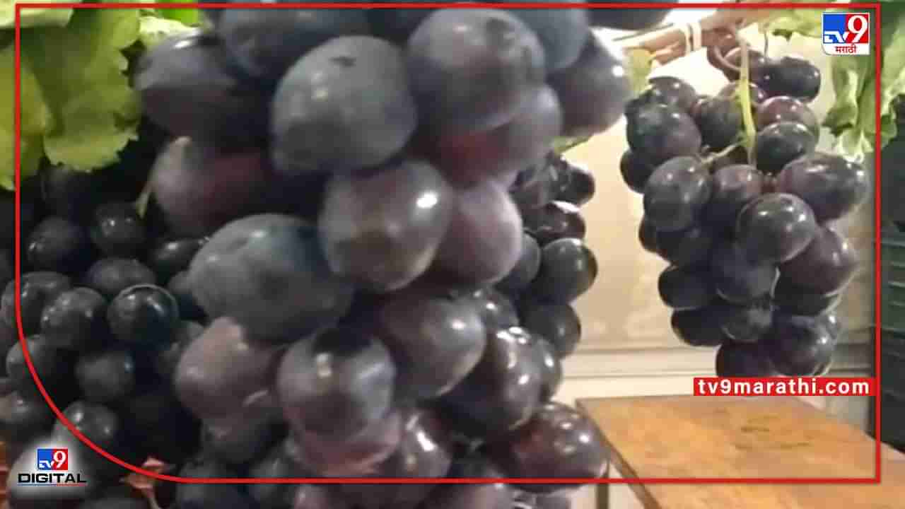 Grape Export : उत्पादनात घट त्यात शेतीमाल निर्यातीच्या धोरणामुळे दुष्काळात तेरावा