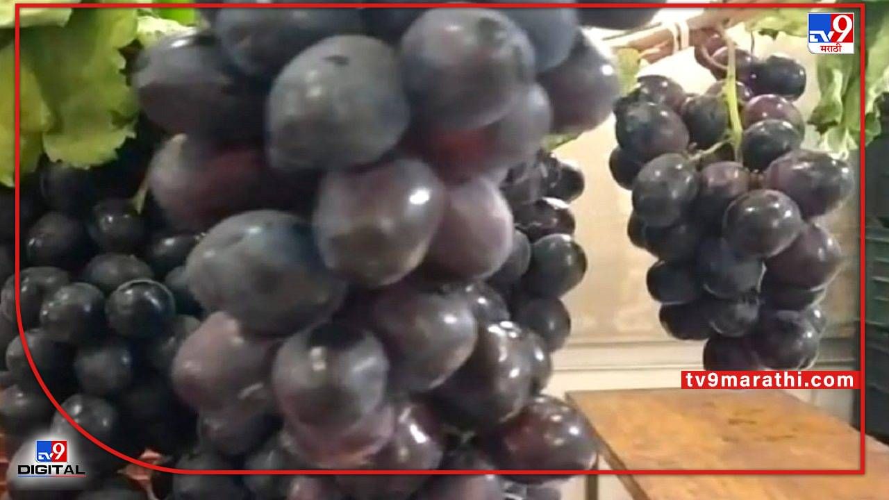 Grape Export : उत्पादनात घट त्यात शेतीमाल निर्यातीच्या धोरणामुळे दुष्काळात तेरावा Grape Export : उत्पादनात घट त्यात शेतीमाल निर्यातीच्या धोरणामुळे दुष्काळात तेरावा