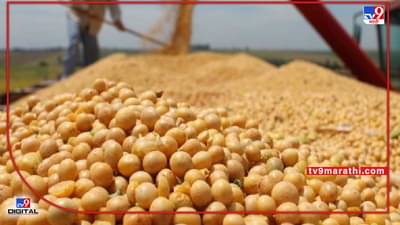 Soybean : सोयाबीनचे दर घसरले, खरिपाच्या तोंडावर सोयाबीन बियाणांची काय आहे स्थिती?