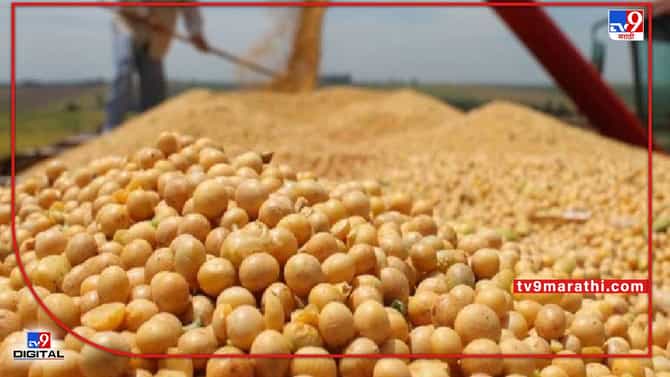 Kharif Season : आगामी 3 वर्षात वाढणार सोयाबीन, कापसाचे उत्पादन, राज्य सरकराचे धोरण काय ?