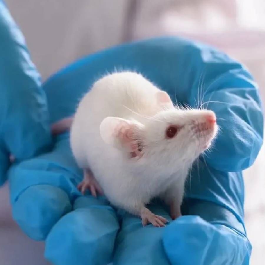  प्रयोग  शाळेत  विकसित करण्यात आलेल्या  शुक्राणू  पेशीका  उंदीराच्या शरीरात  सोडल्यानंतर काही वेळातच ऑक्टिव्ह झालेल्या पाहायला मिळाल्या . त्यानंतर  या शुक्राणू पेशी मादी उंदराच्या  अंडकोषात सोडण्यात आल्या. 
