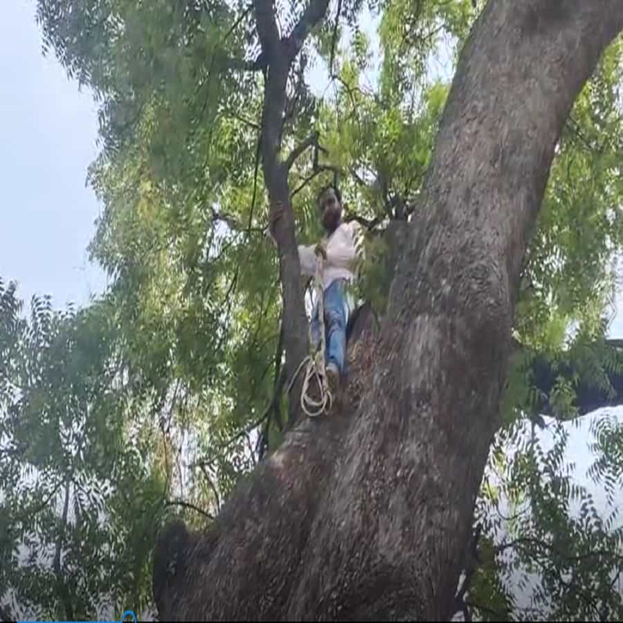 यवतमाळमध्ये रस्त्यावर असलेल्या झाडांना तोडण्या मागणी अनेक दिवसापासून केली जात आहे. पण त्या मागणीची अद्याप कोणी दखल घेतलेली नाही.