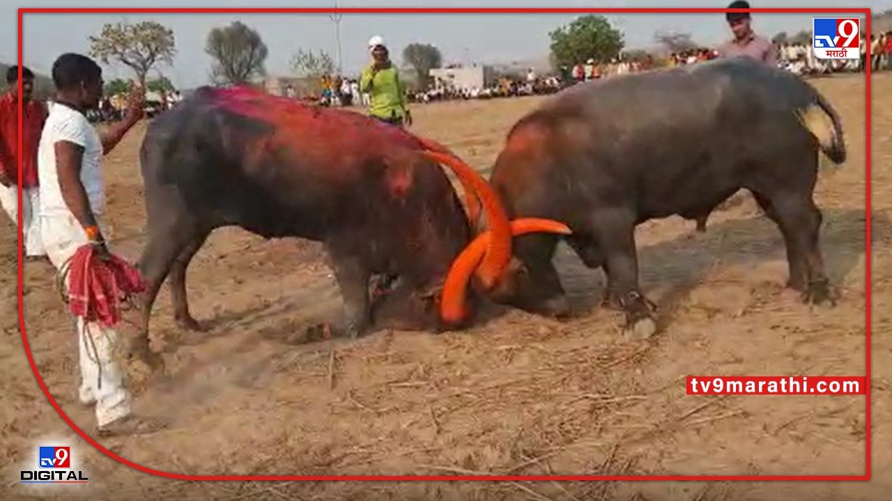 Video : बंदी असतानाही बीडमध्ये रेड्यांच्या टक्करीचे आयोजन, एक रेडा जखमी