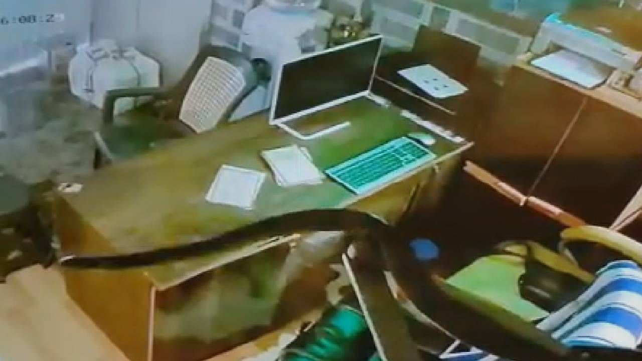 Nalasopara: ऑफिसात घुसला साप, कॅबिनेमध्ये साप पाहून एकच थरकाप! पाहा CCTV Video