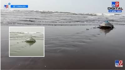 Ratnagiri | रेवा कासवाचा तब्बल 650 किमीचा सागरी प्रवास