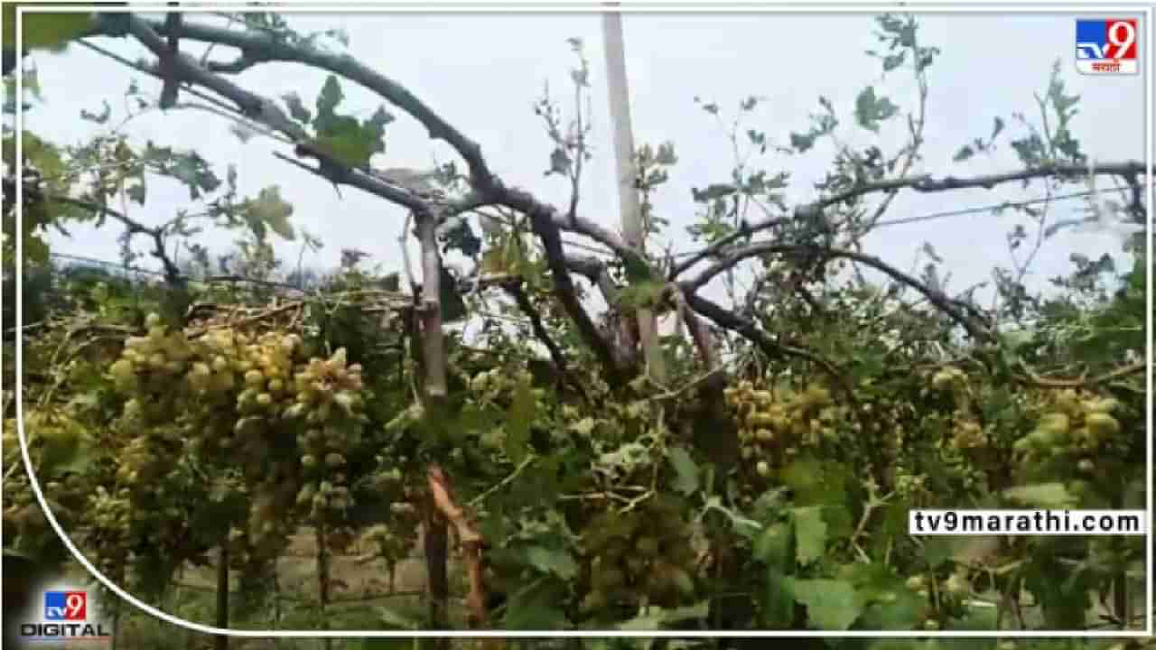 वादळी पावसात द्राक्षबाग जमीनदोस्त; सोलापुरात शेतकरी पावसामुळे हवालदिल; शाळेचेही पत्रे उडाले