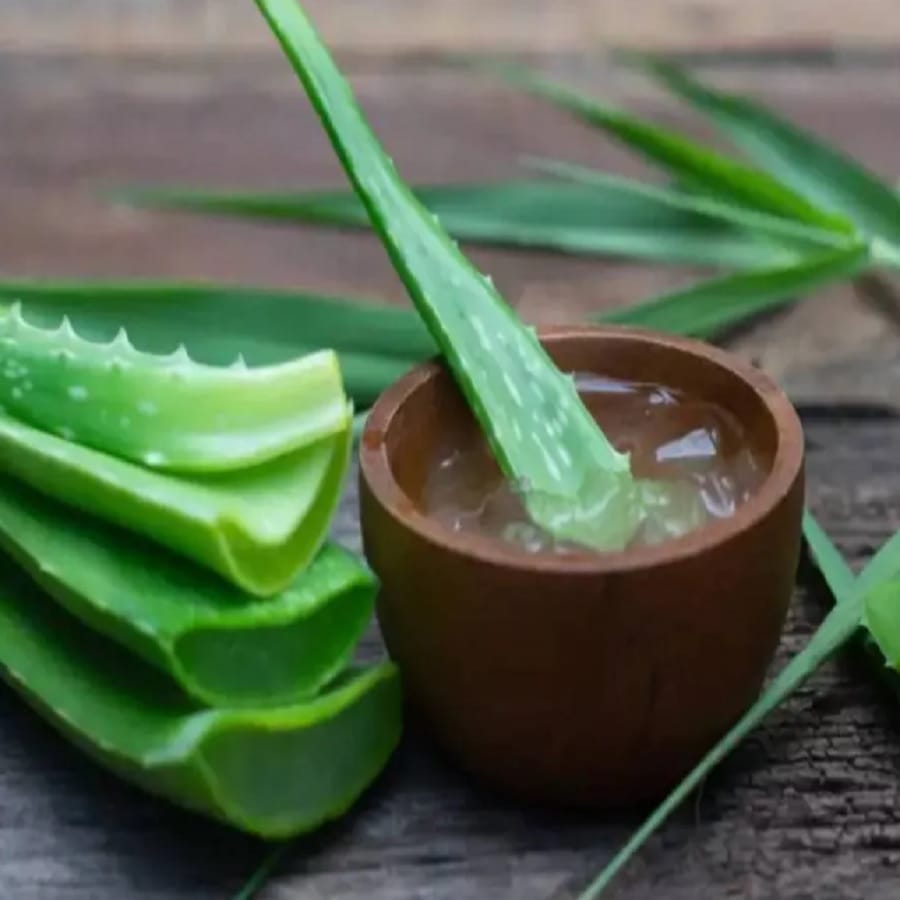 त्वचा आणि केसांसाठी कोरफड अत्यंत फायदेशीर आहे. कोरफड केसांच्या अनेक समस्या दूर करण्यास मदत करते. यासाठी केस धुण्याच्या अगोदर आपल्या केसांना कोरफड लावा आणि नंतर शॅम्पू करा.