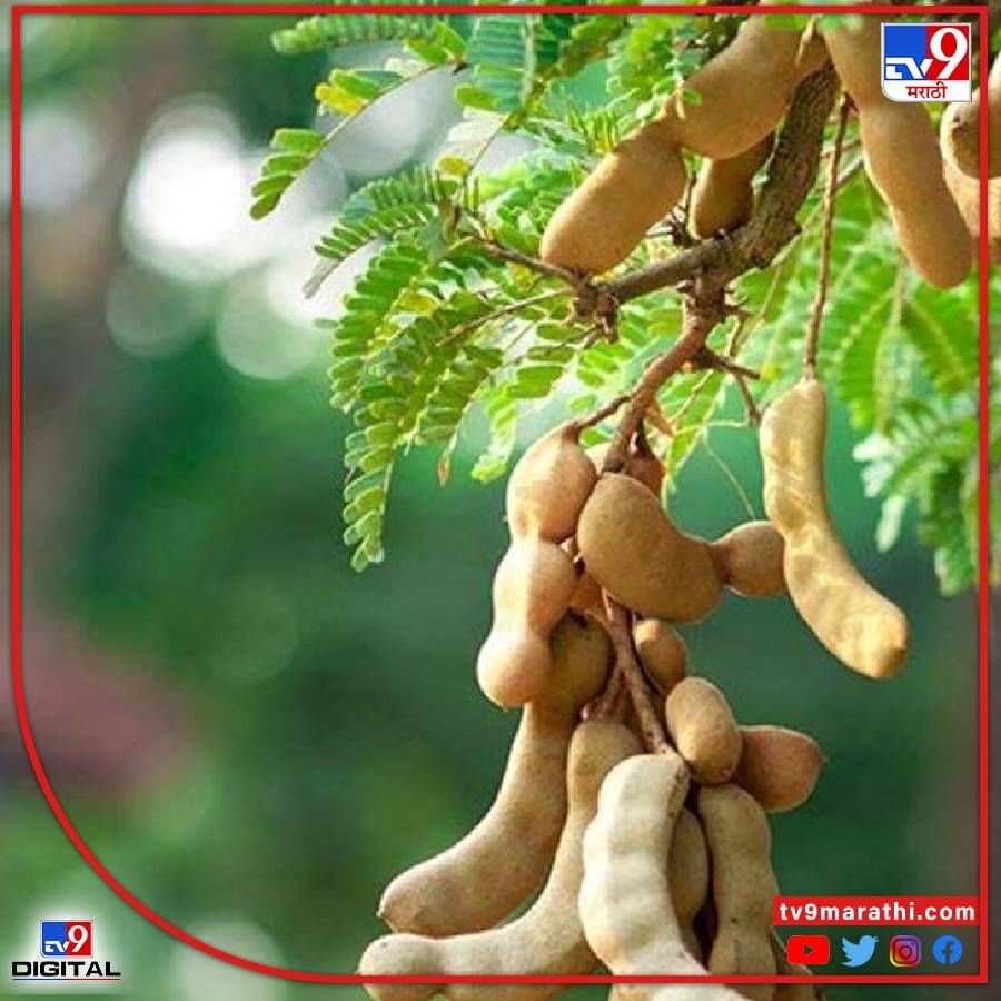 घरात किंवा घराच्या आजूबाजूला चिंचेचे झाड लावणेही शुभ मानले जात नाही. त्यामुळे घरातील सदस्यांना अनेक आजारांना सामोरे जावे लागते. (येथे दिलेली माहिती धार्मिक श्रद्धा आणि लोकश्रद्धेवर आधारित आहे, याला कोणताही शास्त्रीय पुरावा नाही. सर्वसामान्यांची आवड लक्षात घेऊन ती येथे सादर केली आहे.)