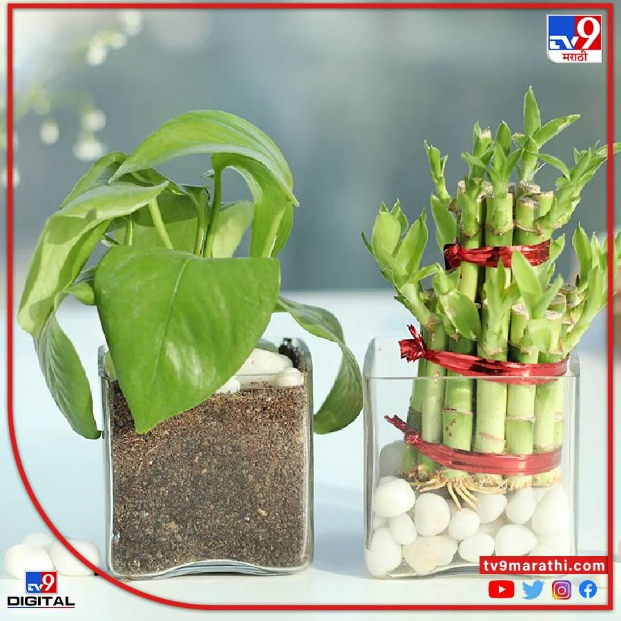 घरात एकतरी ‘मनी प्लांट’ असावा! - घरात मनी प्लांट लावणे देखील खूप शुभ मानले जाते. ही वनस्पती घराच्या उत्तर किंवा दक्षिण-पूर्व दिशेने लावली पाहिजे. मनी प्लांटद्वारे देवी लक्ष्मीची अपार कृपा, आपल्या घरावर आणि कुटुंबावर राहते, असे मानले जाते.