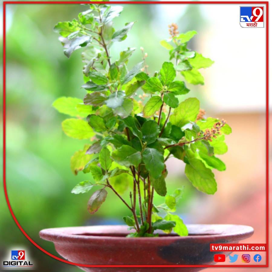 घरातील तुळशीचे रोप ‘वास्तू’साठी लाभदायी! - घरात तुळशीची रोपे ठेवणे खूप शुभ मानले जाते. तुळशीच्या रोपाची लागवड घराच्या फक्त उत्तर, उत्तर-पूर्व किंवा पूर्वेकडील दिशेत करावी. तुळशीचे रोप घरात सकारात्मक ऊर्जा निर्माण करते. पण या रोपाची दिशा मात्र योग्य निवडा