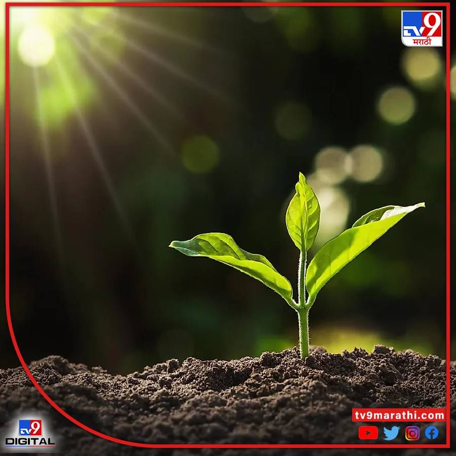 वास्तुशास्त्राच्या मते, रोपं आणि झाडे देखील घराच्या सुख-समृद्धीशी (Vastu Tips) संबंधित असतात. जर झाडे योग्य दिशेने लावली गेली तर ते कुटुंबात समृद्धी आणतात, जर त्यांची दिशा चुकीची असेल तर ते बर्‍याच अडचणींना कारणीभूत ठरतात. वास्तुमध्ये अंगणात किंवा घराभोवती काही रोपे लावण्यास मनाई करण्यात आली आहे.