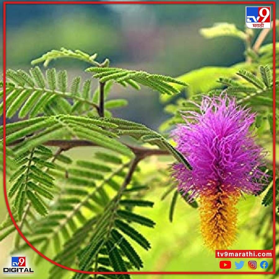 घरात काटेरी झाडे लावू नये - आपण आपल्या घरात काटेरी झाड लावणे कटाक्षाने टाळावे. घराच्या दक्षिणेकडील पाकड आणि काटेरी झाडांमुळे अनेक आजार उद्भवतात. घरात ‘कॅक्टस’ लावल्याने आर्थिक समस्या उद्भवतात, असे म्हटले जाते. गुलाबाच्या झाडाव्यतिरिक्त इतर काटेरी झाडे घरात नकारात्मक उर्जा निर्माण करतात.