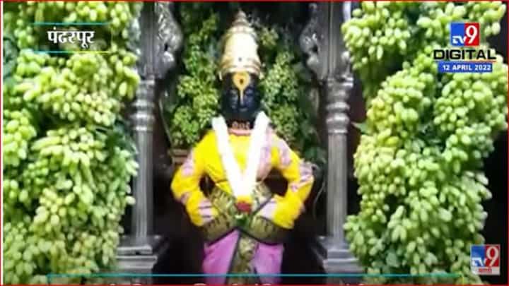 कामदा एकादशीनिमित्त विठ्ठल रुक्मिणी मंदिरात द्राक्षाची आरास कामदा एकादशीनिमित्त विठ्ठल रुक्मिणी मंदिरात द्राक्षाची आरास