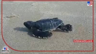 Sindhudurg : वायंगणी समुद्रकिनाऱ्यावर नव्या प्रजातीचे कासव, नावावरुन एकवटले कासवप्रेमी!