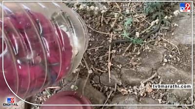 Nagpur Snake | दिघोरीत निघाले सापाचे 15 पिल्लू, बिनविषारी असल्याने सुटकेचा निःश्वास