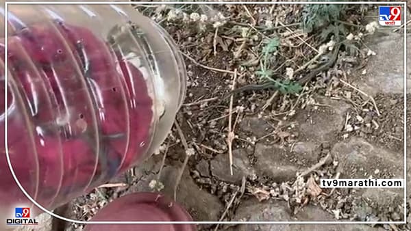 Nagpur Snake | दिघोरीत निघाले सापाचे 15 पिल्लू, बिनविषारी असल्याने सुटकेचा निःश्वास