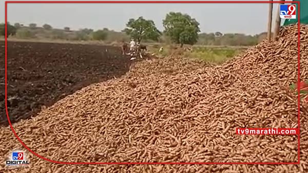 Turmeric Crop: अवकाळीच्या धास्तीने रखरखत्या उन्हात जगाचा पोशिंदा राबतोय, हळदीच्या विक्रमी दरासाठी धडपडतोय