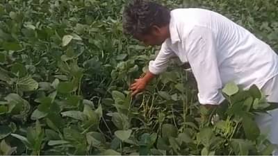 Summer Crop: उन्हाळी सोयाबीन बहरात असतानाच कृषी विभागाचा अंदाज काय? शेतकऱ्यांचा उद्देश होणार का साध्य?