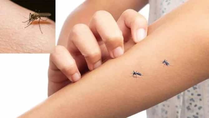 डासांमुळे वैताग आलाय? ‘या’ घरगुती उपायांनी करा स्वत:ची सुटका