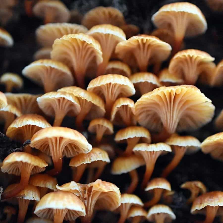 आसाममध्ये जंगली विषारी मशरूम खाल्ल्याने एका लहान मुलासह 13 जणांचा मृत्यू झाला आहे. आसाम मेडिकल कॉलेज आणि हॉस्पिटल (AMCH) चे दिब्रुगढमधील अधीक्षक प्रशांत दिहिंगिया यांनी ही माहिती दिली आहे. यामध्ये जंगली मशरूम खालेल्या बहुतेक रुग्णांचा उपचारा दरम्यान मृत्यू झाला आहे.