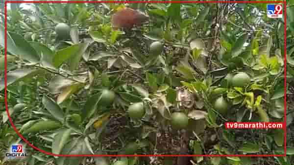 Summer Season: उन्हाळ्यात फळबागांचे योग्य व्यवस्थापन केले तरच उत्पादन भर, लिंबूवर्गीय फळबागांचे असे करा नियोजन!