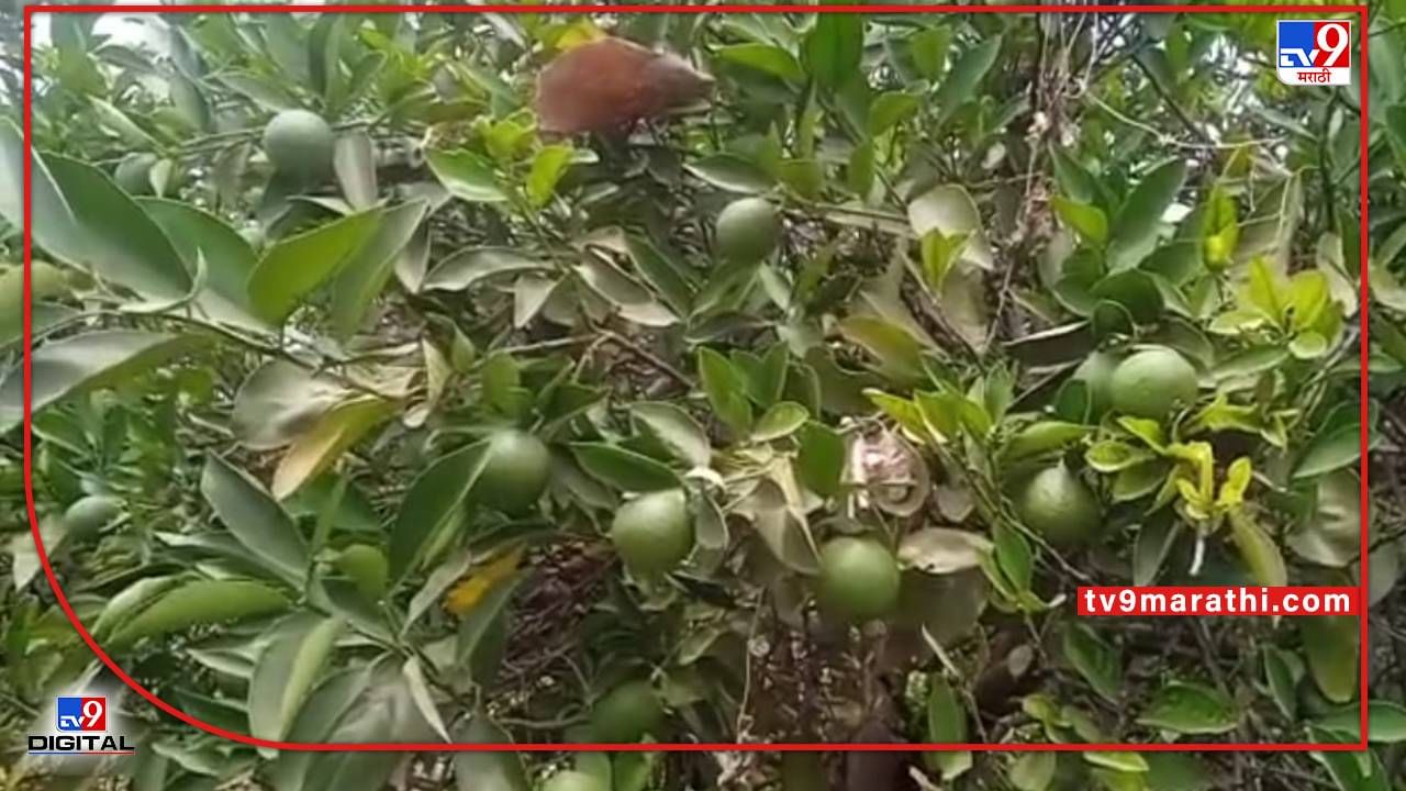 Summer Season: उन्हाळ्यात फळबागांचे योग्य व्यवस्थापन केले तरच उत्पादन भर, लिंबूवर्गीय फळबागांचे 'असे' करा नियोजन! Summer Season: उन्हाळ्यात फळबागांचे योग्य व्यवस्थापन केले तरच उत्पादन भर, लिंबूवर्गीय फळबागांचे 'असे' करा नियोजन!